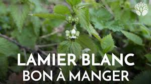 Lamier Blanc Lamium Album Plante Sauvage Comestible Et Ma C Dicinale Abondante Youtube Plantes Sauvages Plantes Sauvages Comestibles Plante
