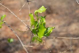Image result for Combretum mossambicense