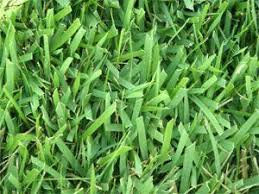 Zoysia grass thrives in the heat and is capable of growing in challenging soil conditions. Albany Certified Palisades Zoysia Grass Wright