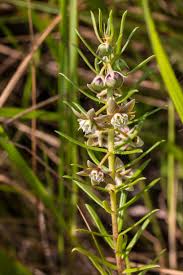 Image result for Aspidoglossum