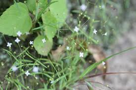 Image result for Oldenlandia herbacea