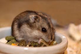 Hamsters acclimate well to average household temperatures, making them easy creatures to have in your bedroom or living area. 5 Types Of Dwarf Hamster Breeds