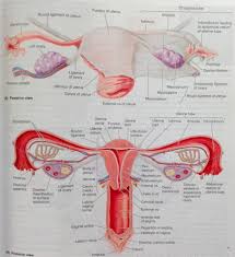 The vagina is located in the pelvic body cavity posterior to the urinary bladder and anterior to the rectum. Vagina An Overview Sciencedirect Topics