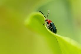 Usually, there is a swarm tube inside the structure somewhere that either they haven't seen before or is hidden behind the wall. Pest Control Bucks County Pest Control Pest Control Doylestown Pa