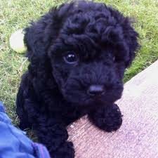 Black And White Toy Poodle Puppies For Sale Pin By Patty Santiago On Pets Poodle Puppy Cute Animals Miniature Poodle