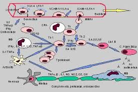 Phi t r soc lon biol sci, 354 (1999), pp. Patogenia De La Esclerosis Multiple Esclerosis Multiple Esclerosis Esclerosis Multiple Diagnostico