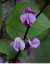 Vine with purple flowers and pods. Ruby Moon Hyacinth Bean Let This Vine Twine Plant Select