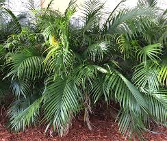 We did not find results for: Cat Palm Tree Chamaedorea Cataractarum 650x550b Florida Palm Trees