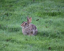 Cats will chase rabbits because, quite simply, rabbits are a natural prey item. Rabbits How To Identify And Get Rid Of Rabbits Garden Pest Control The Old Farmer S Almanac