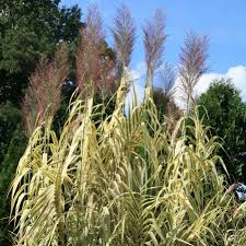 Image result for Arundo donax