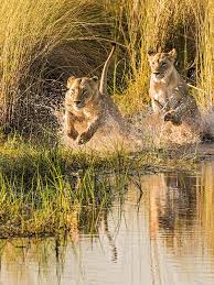 Click here to see all reforms made by botswana. Botswana Gruppenreisen Mit Gebeco Kalahari Wuste Und Okavango Delta
