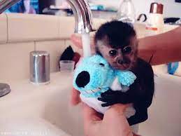 Capuchin monkeyboo makes you want to take a hot relaxing bath/shower! Baby Monkey S First Bath 3 Million Dogs