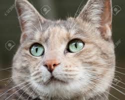 What is a classic tabby cat? Close Up Of The Face Of A Tortoiseshell Tabby Cat With Beautiful Green Eyes Stock Photo Picture And Royalty Free Image Image 25831265
