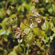 This succulent shrub features thick branches that split off into long, narrow stems. 7 Dangerous Plants You Should Never Touch Britannica