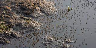 How to prevent midge bites (& stop midge bites itching). Midges Mucken Abwehren In Schottlands Highlands