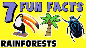 7 Fun Facts About Rainforests Rainforest Facts For Kids Learning Colors Funny Frogs Sock Puppet Youtube