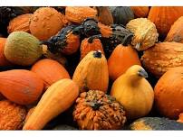 Pumpkinology Enrichment Class (Ages 5-9)