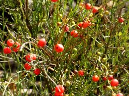 Image result for Osyris