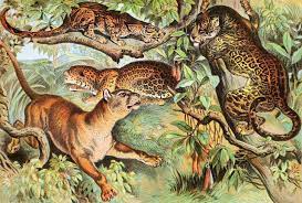 Japanese Pather Ocelot Cougar and Jaguar Vintage Illustrations - Free  Vintage Illustrations