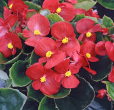 Image result for begonia semperflorens