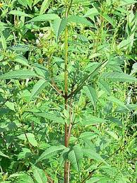 Image result for foto Dvouzubec