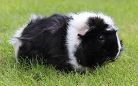 Maybe you would like to learn more about one of these? Black And White Guinea Pig Names 250 Awesome Ideas For Naming Your Guinea Pigs