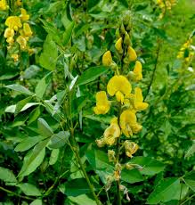 Image result for Crotalaria micans