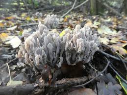 Image result for Clavulina cinerea
