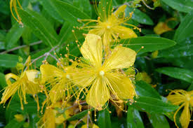 Shrubs can be deciduous or evergreen. Wallpaper Green Yellow Tokyo Evergreen Tree Leaf Flower Flora Fujinon Ikegami X Ota Xq1 Wildflower Produce Botany Land Plant Flowering Plant Woody Plant Shrub Macro Photography Hypericum Hypericaceae Rose Of Sharon