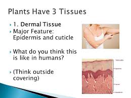 Plants and flowers have been used for centuries for medicinal and beauty purposes. Do Now Briefly Describe The Biological Process Of Reproduction How Do You Think This Process Is Similar And Or Different In Plants Ppt Download
