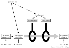 Maybe you would like to learn more about one of these? Pdf Cell Cycle Controls And The Development Of Plant Form Semantic Scholar