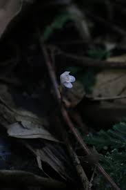 Image result for Didymoplexis