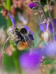 Image result for Bombus lapponicus