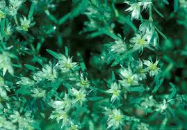 Image result for Paraknoxia parviflora