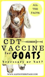 Cd T Vaccination For Goats Necessary Or Not December 2019