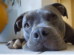 Bullmastiff pit mix is a relatively new crossbreed. 10 Dog Breeds Most Commonly Mistaken For Pit Bulls Pethelpful