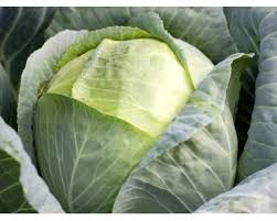 Image result for hlávková kapusta