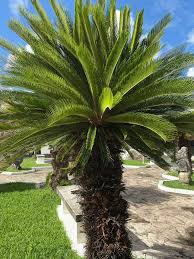 Image result for Cycas
