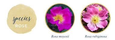 Types Of Roses A Visual Compendium Ftd Com