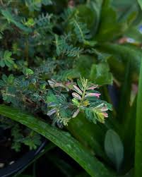 Image result for Phyllanthus wittei