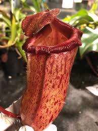 Nepenthes ventricosa artificial light make sure your nepenthes ventricosa doesn't get any direct sunlight at all. Nepenthes Ventricosa X Mira Be 3821 Bergen Water Gardens Lotus Paradise