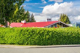 Shrub that grows up to 12 feet tall and 12 feet wide. Best Privacy Hedges Evergreens For Privacy Instanthedge Blog