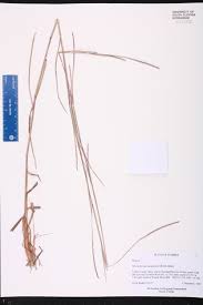 Image result for Schizachyrium sanguineum
