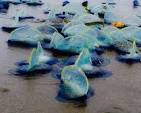 Strong Winds Push Billions of Velella Velella Jellyfish onto ...