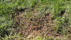 The change in price largely depends on how much of the. Repair Bare Spots In Your Lawn