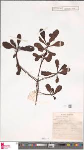 Image result for Cyphostemma lynesii