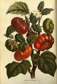 Image result for Solanum aethiopicum