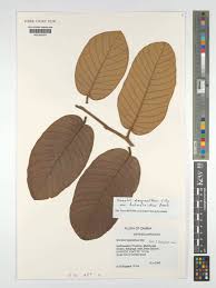 Image result for Monotes africanus