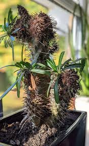 Image result for Pachypodium