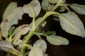 Image result for Zaleya